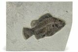 Detailed Fossil Fish (Priscacara Serrata) - Wyoming #269746-1